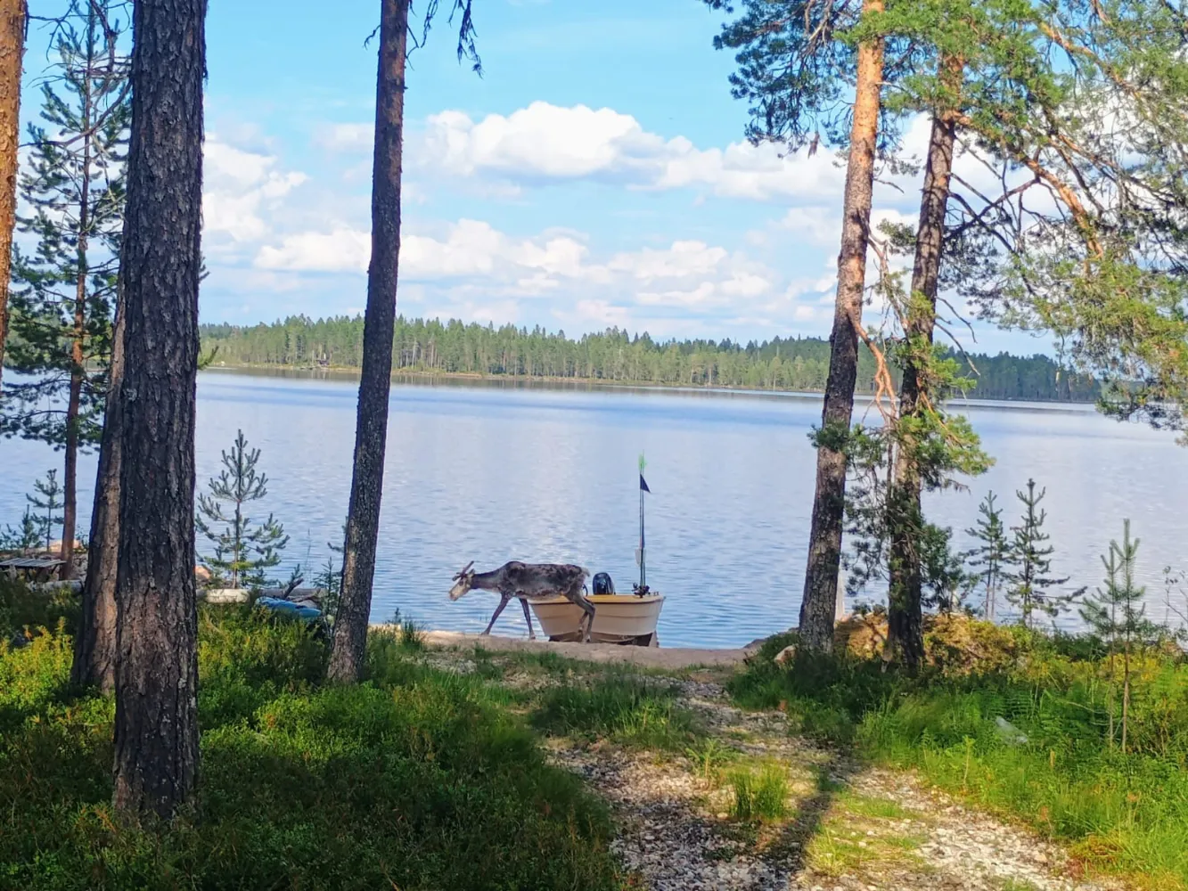 Poro rannalla järven äärellä