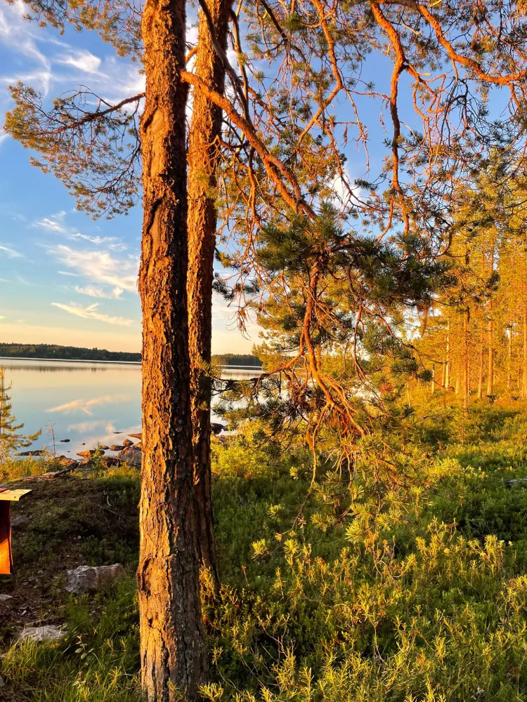 Mänty illan valossa järven rannalla