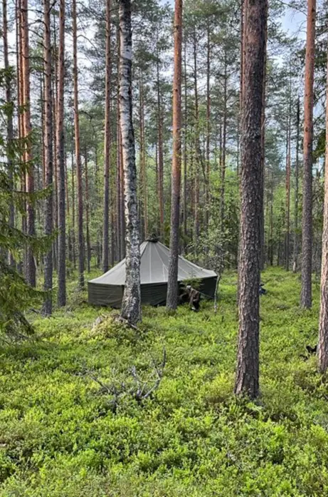 Teltta mäntymetsässä