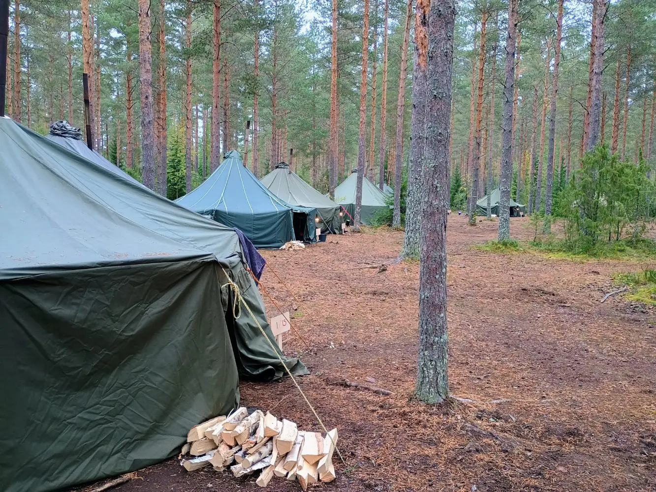 Telttaleiri mäntymetsässä